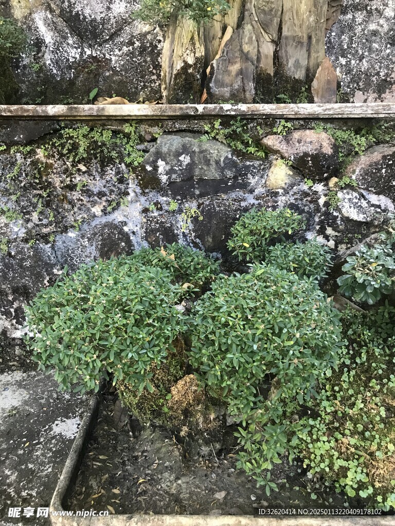 盆栽 盆景