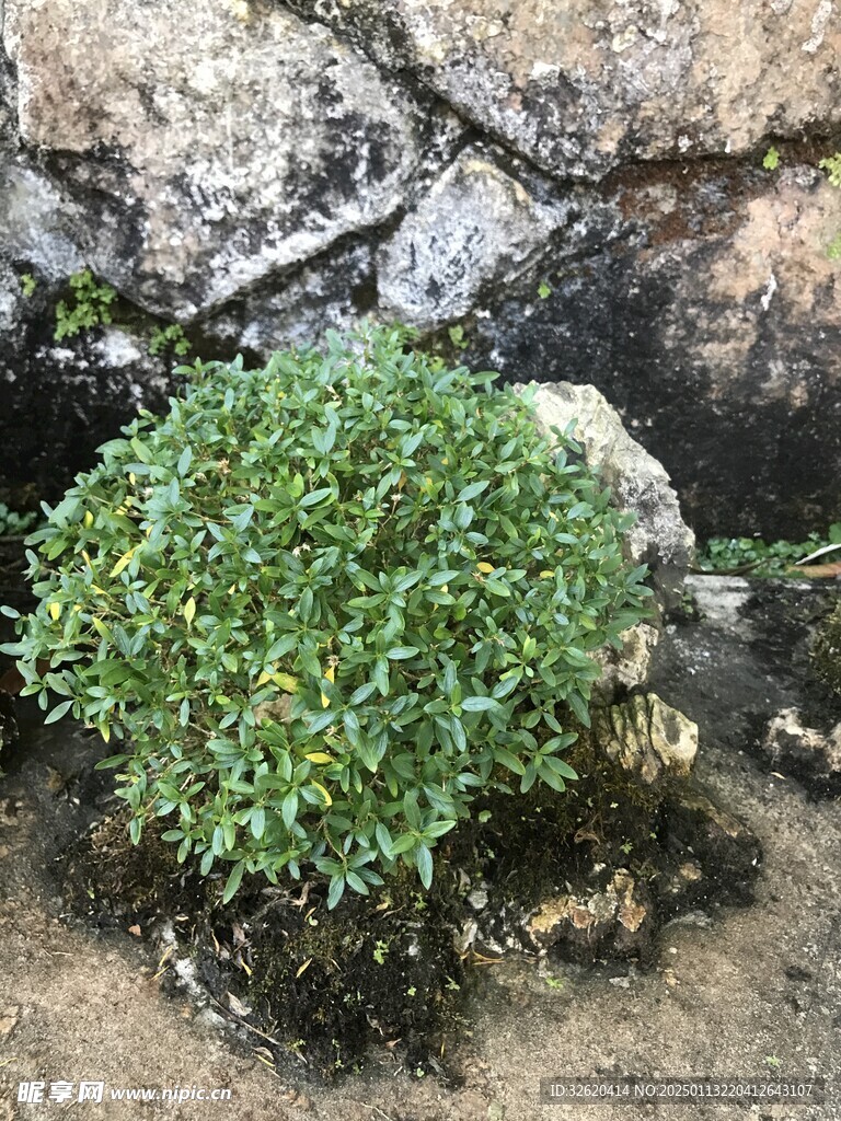 盆栽 盆景
