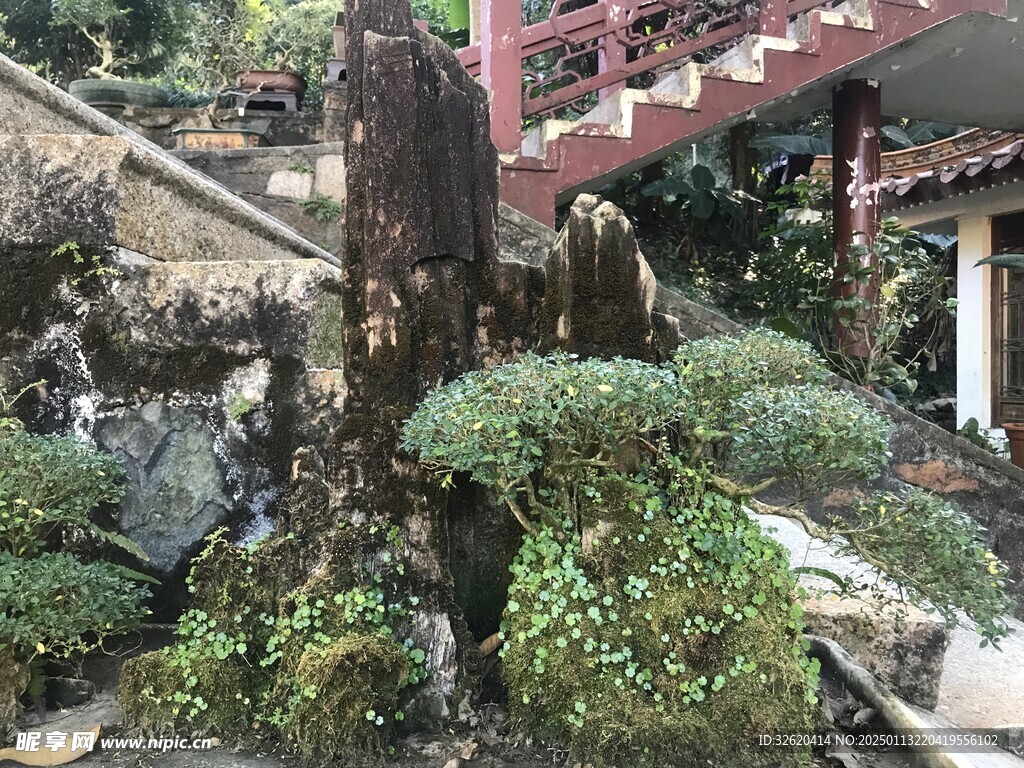 盆栽 盆景