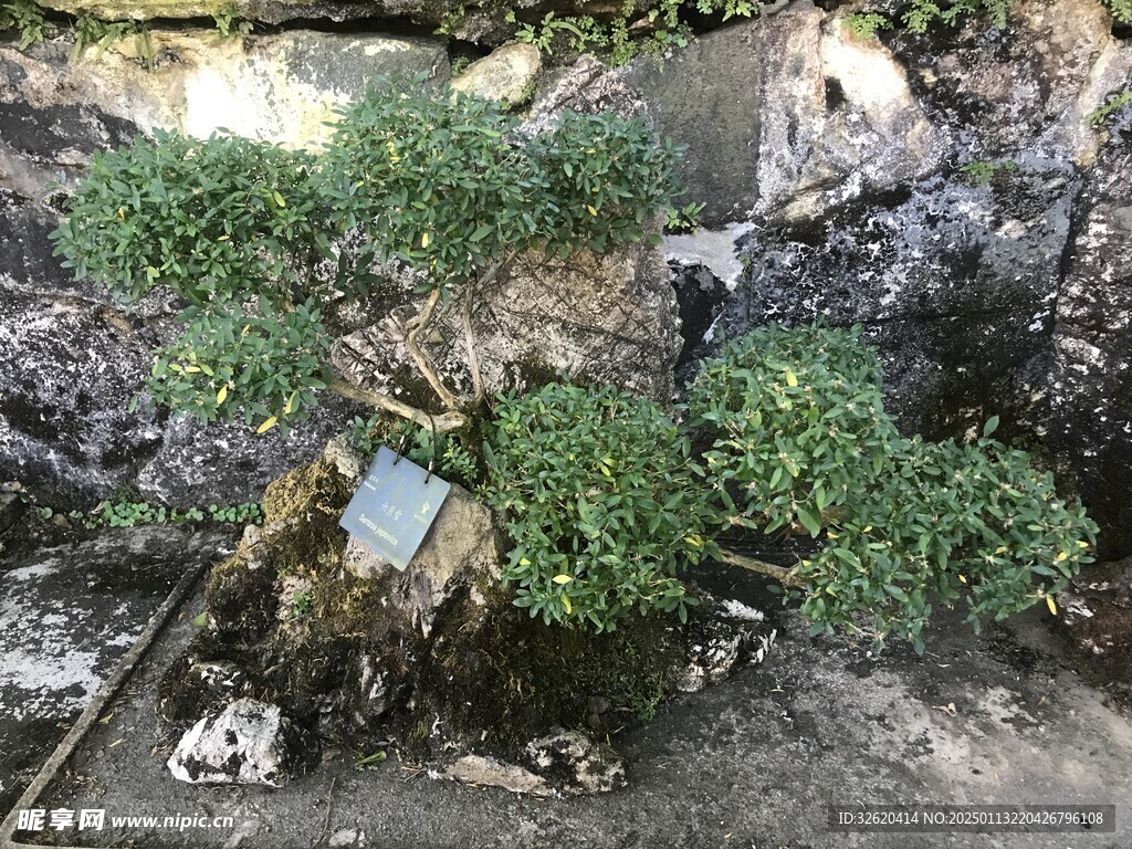 盆栽 盆景