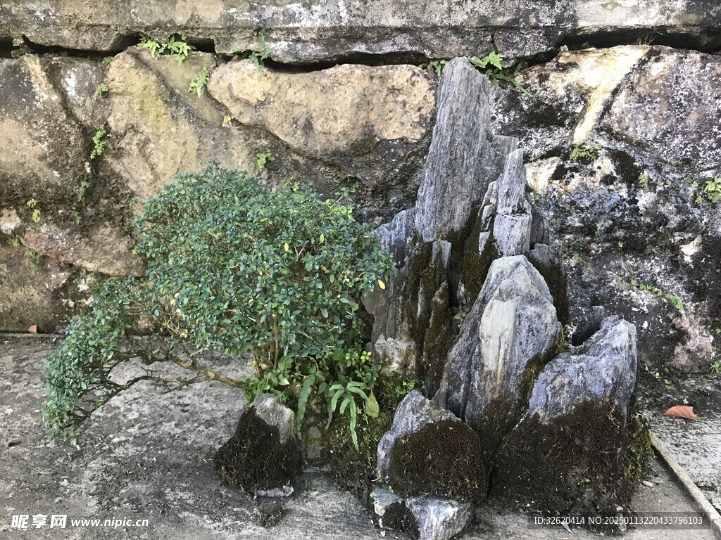 盆栽 盆景