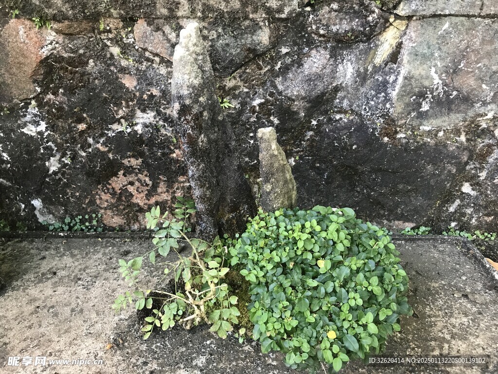 盆栽 盆景