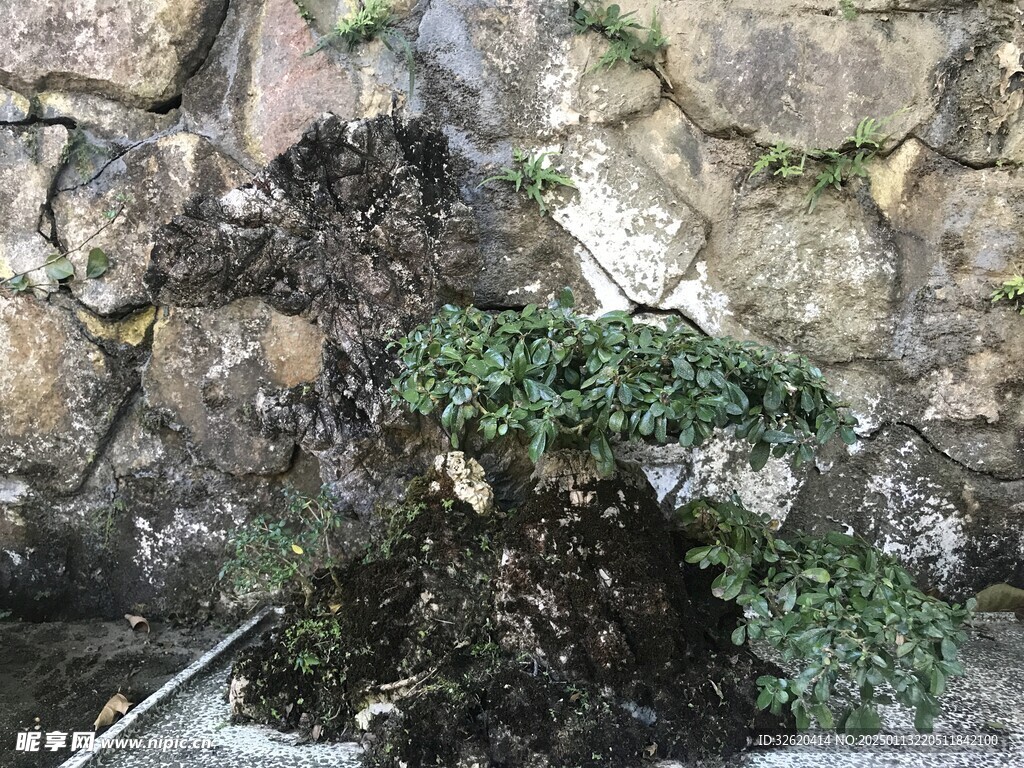 盆栽 盆景