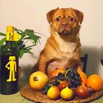 京巴犬