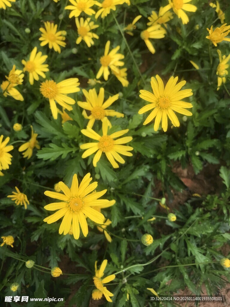 小黄花 小野菊