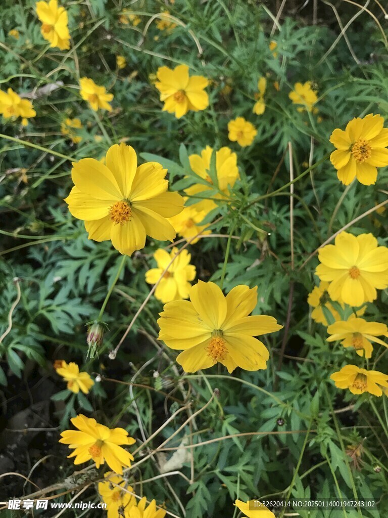 小黄花 小野菊