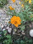 小黄花 小野菊