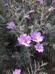 格桑花