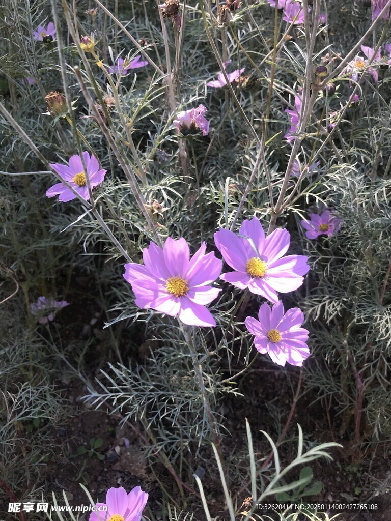 格桑花