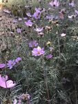 格桑花