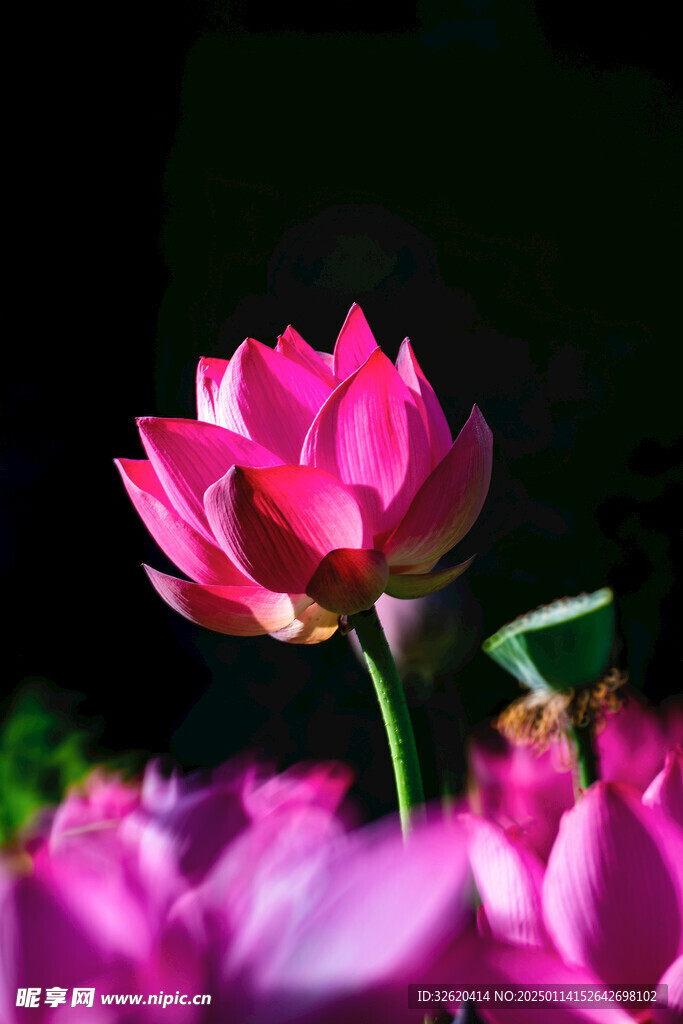 荷花 荷叶 