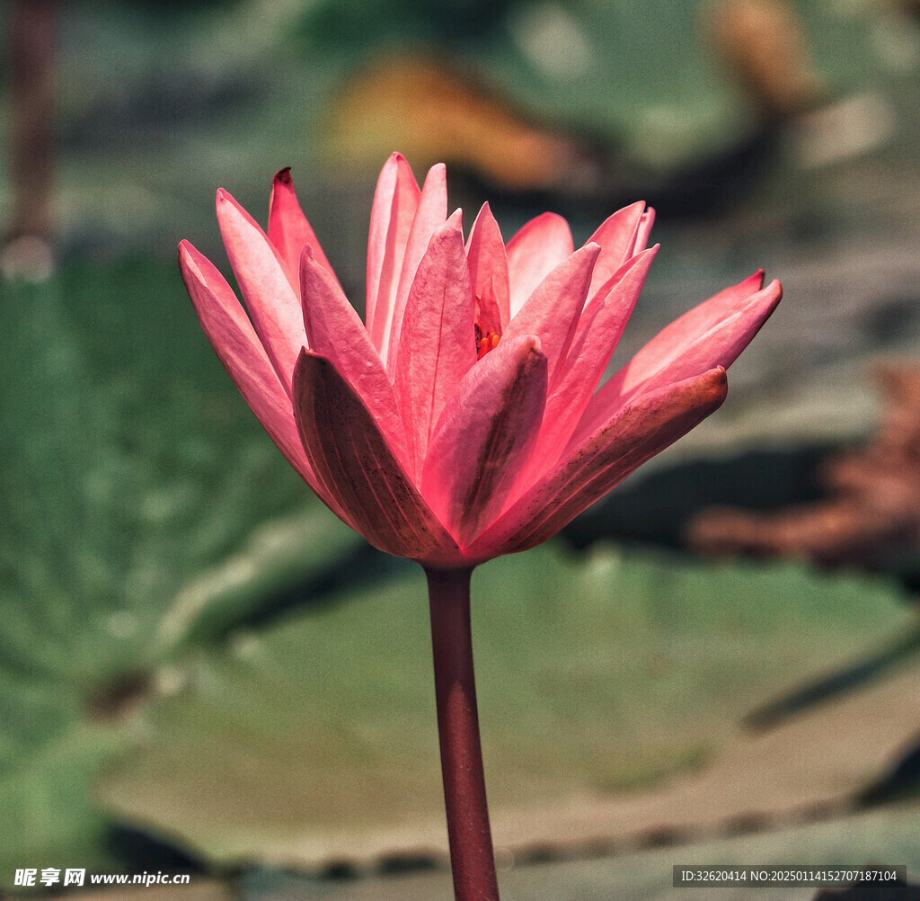 荷花 荷叶 