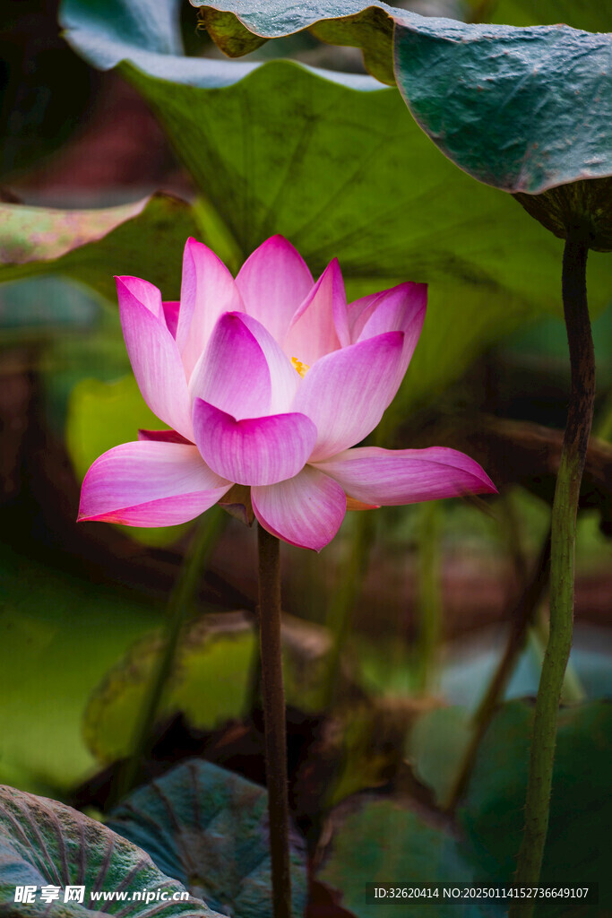 荷花 荷叶 