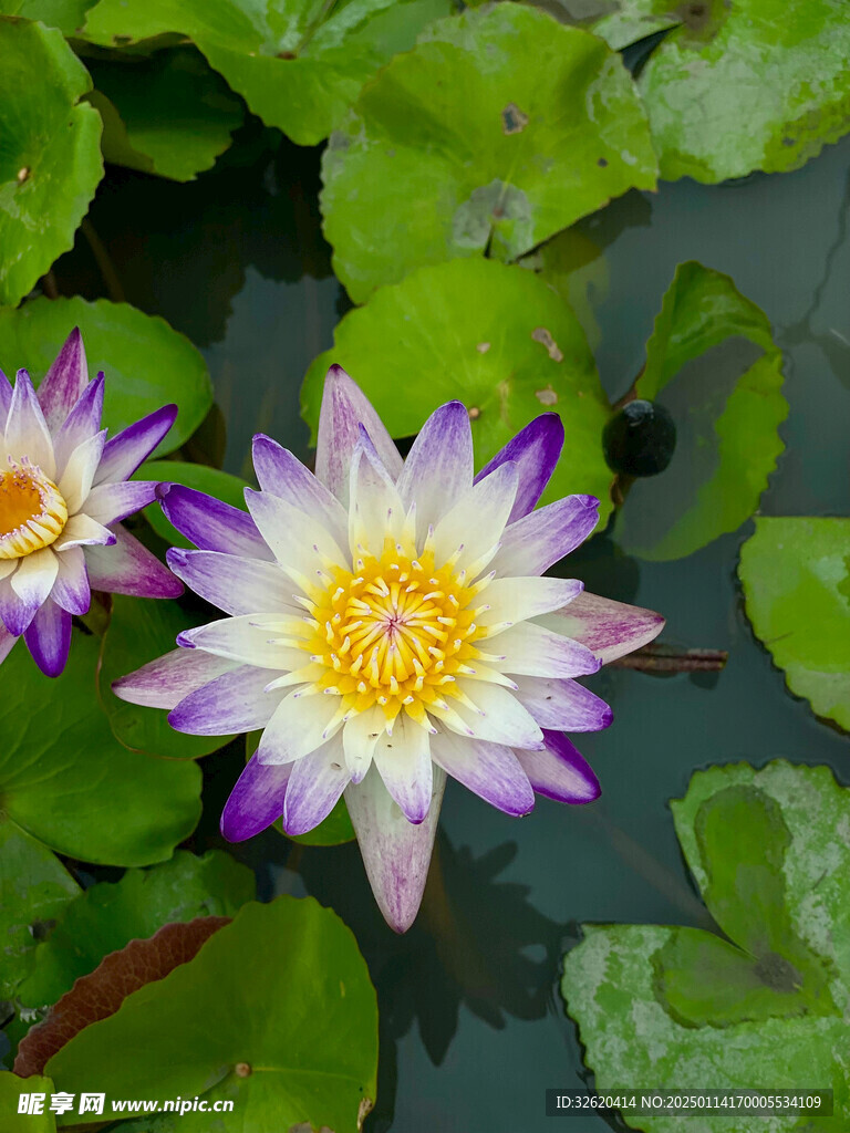 荷花 荷叶