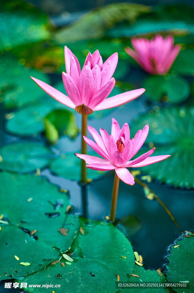 荷花 荷叶