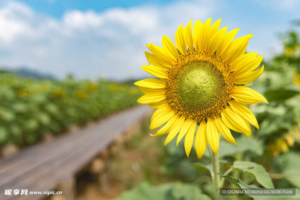 向日葵