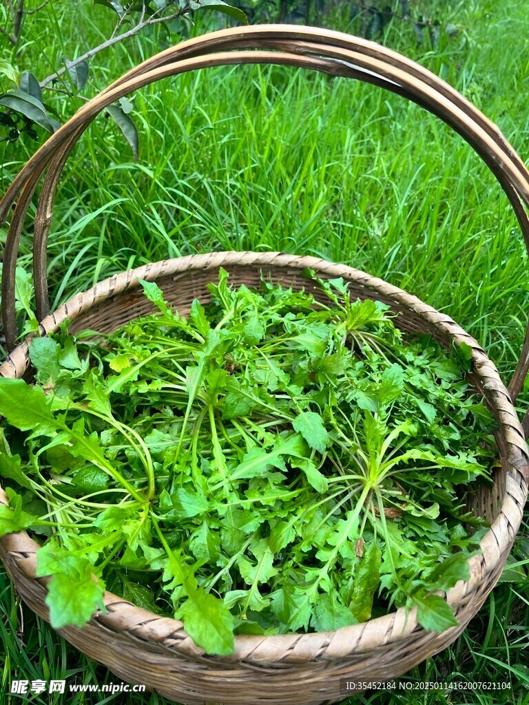 荠菜栽培