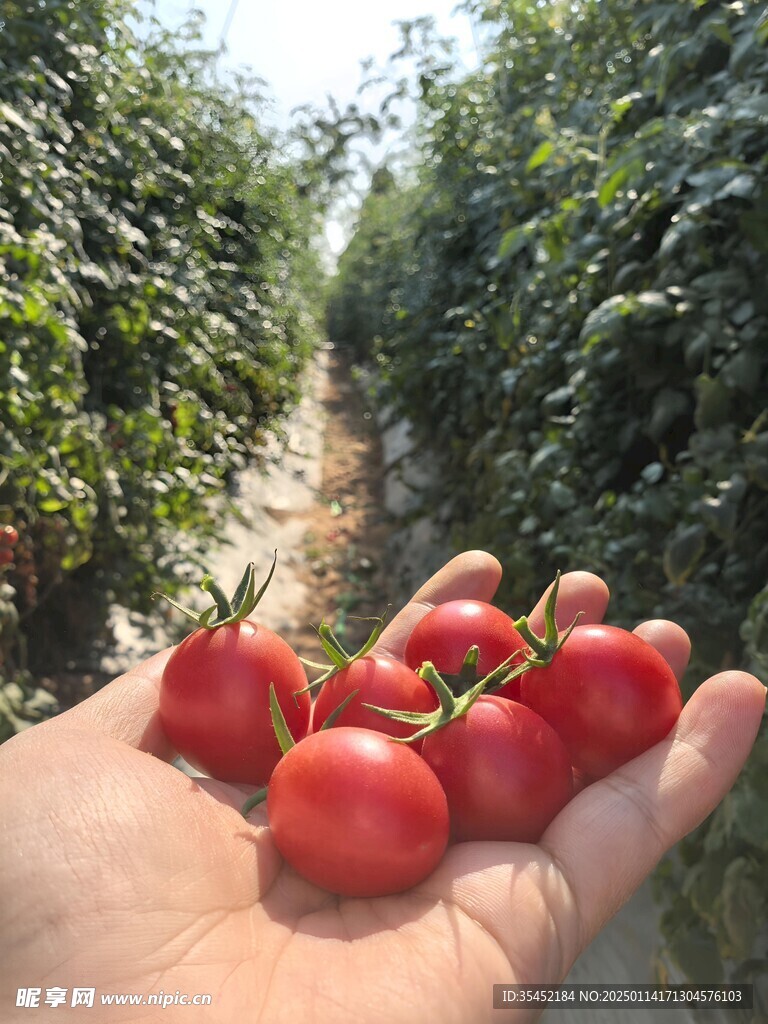 圣女果栽培