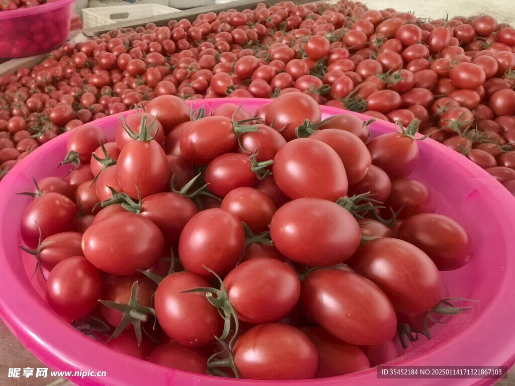 圣女果