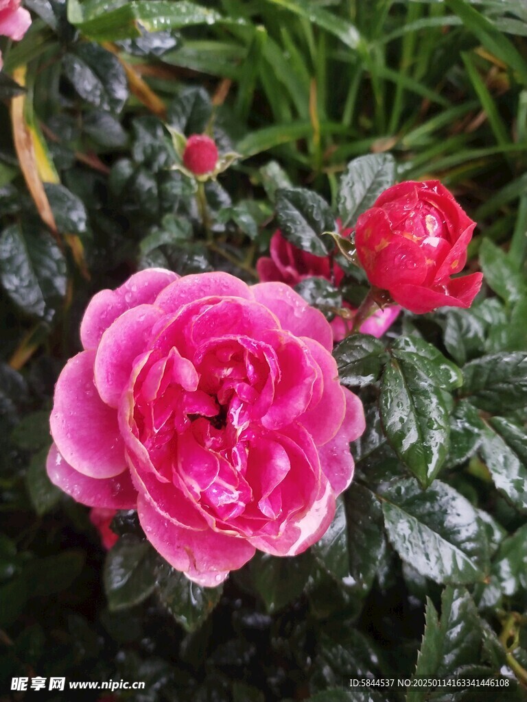 雨中月季