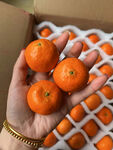 砂糖橘