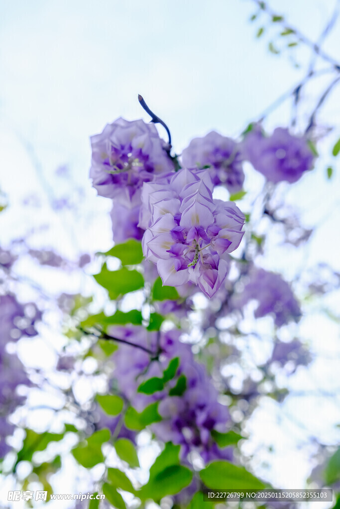 紫藤花系列