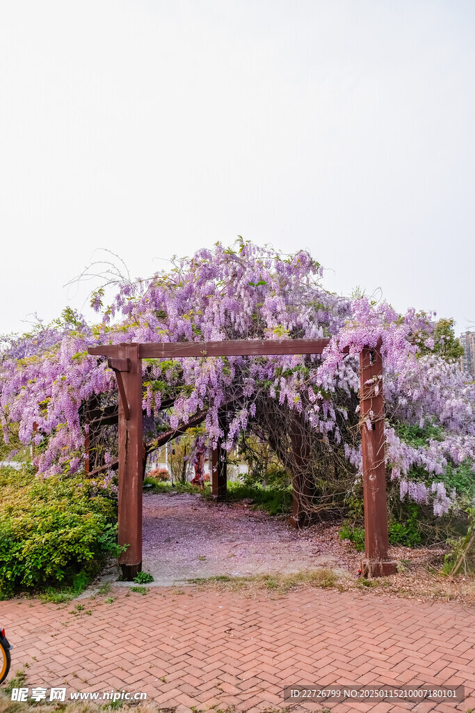 紫藤花系列