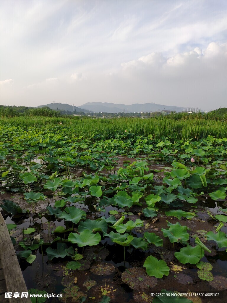 荷花池