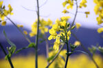 油菜花
