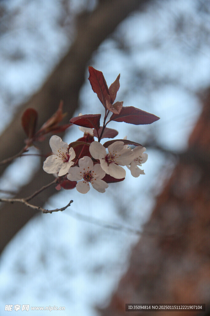 红叶李