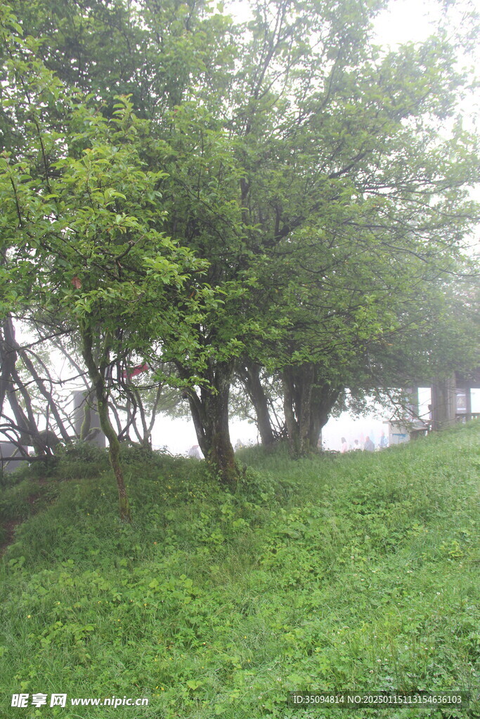 仙女山 树