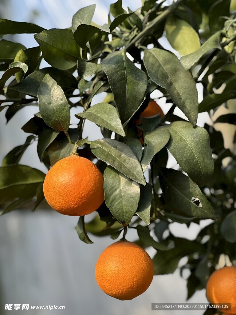 柑橘栽培