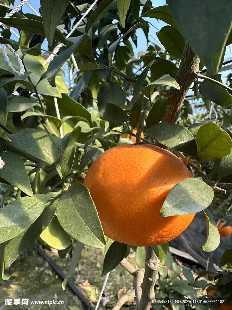 柑橘栽培