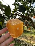 柑橘栽培