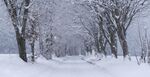 冬天树林下雪风景