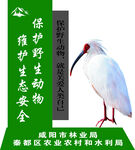  保护野生动物