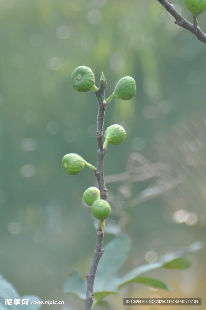 无花果