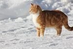 小猫
