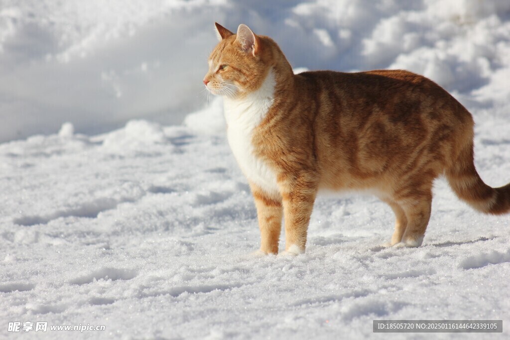小猫