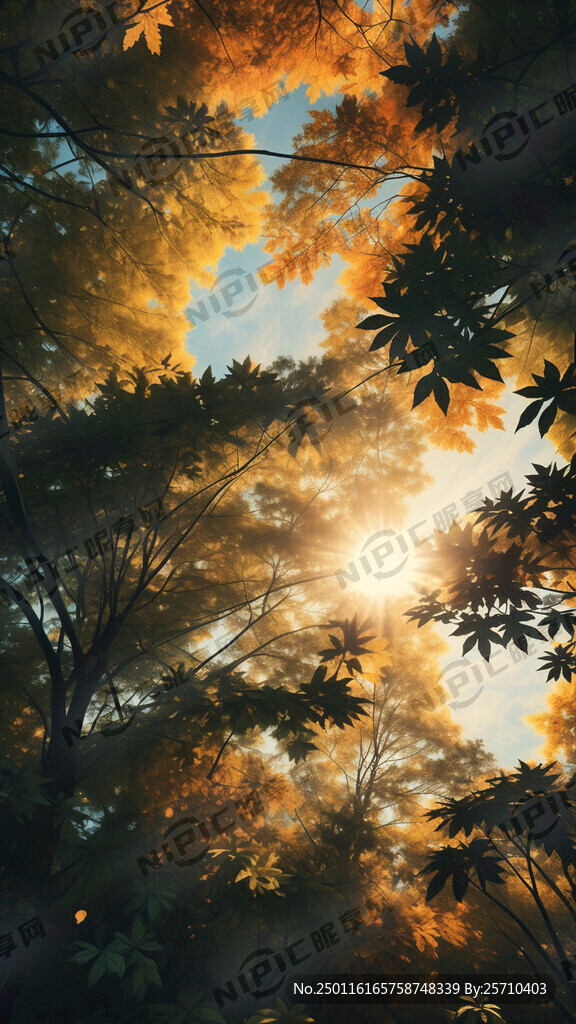 头顶的树叶 阳光 背景