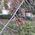 樱花苞