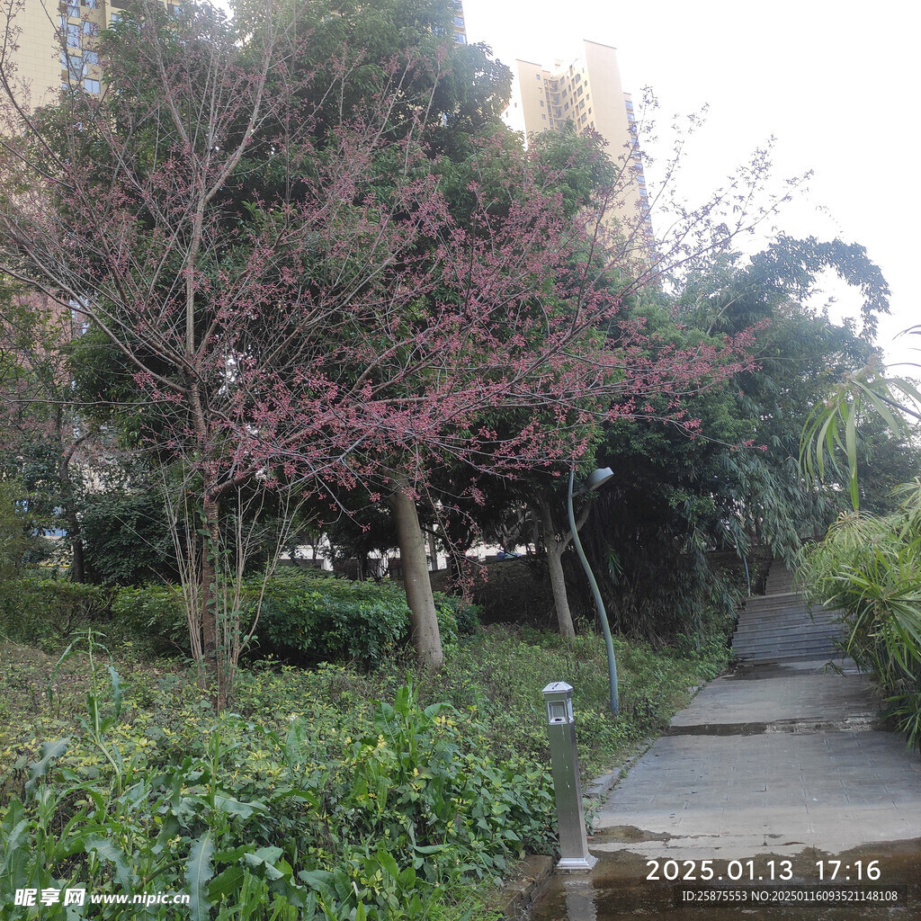 樱花树