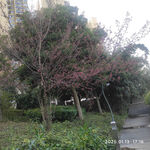 樱花树