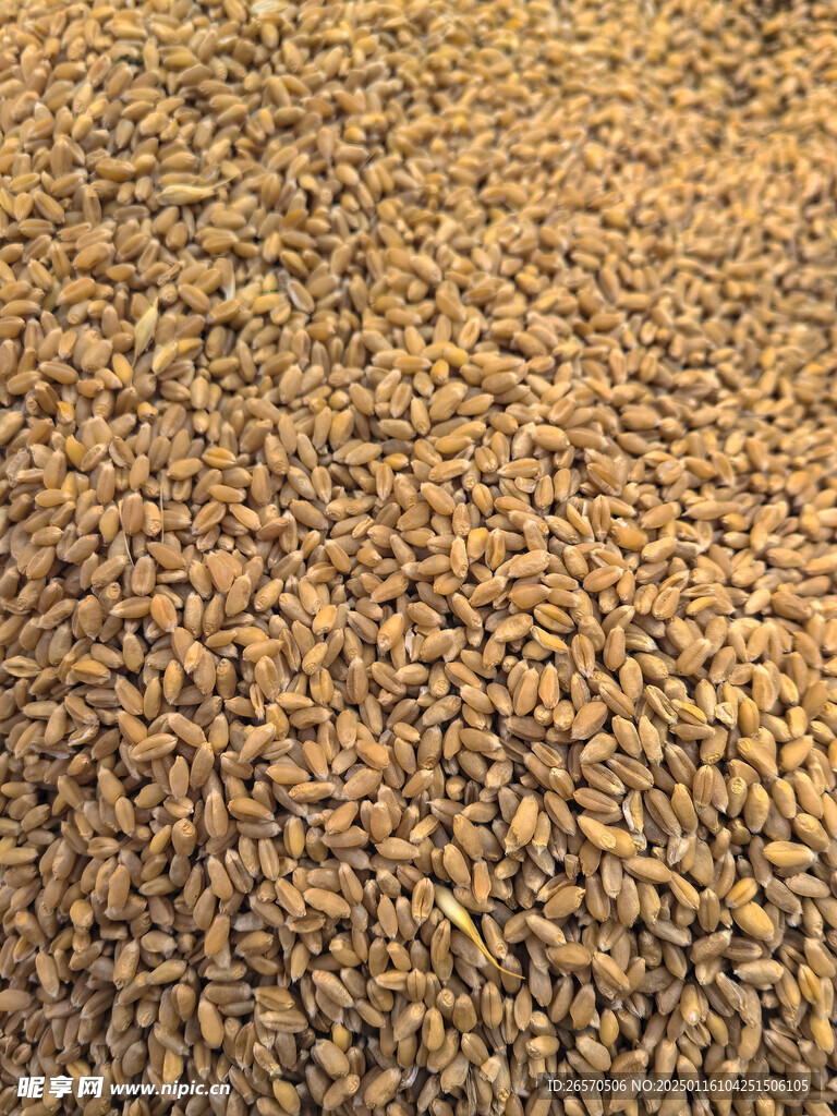 麦粒