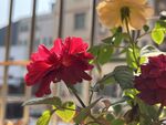 玫瑰花  