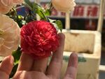 玫瑰花  