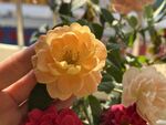 玫瑰花  