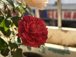 玫瑰花 