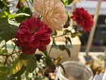 玫瑰花  