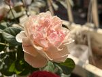 玫瑰花  